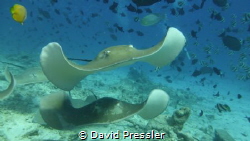 Costa cruise stayed 3 days at the Maldives we did 8 dives... by David Pressler 